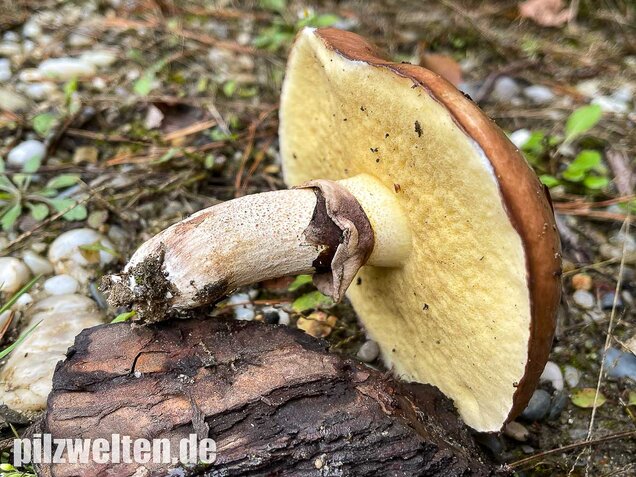 Butterpilz, Butterröhrling, Suillus luteus