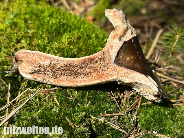 Dichtblättriger Schwärztäubling, Russula densifolia