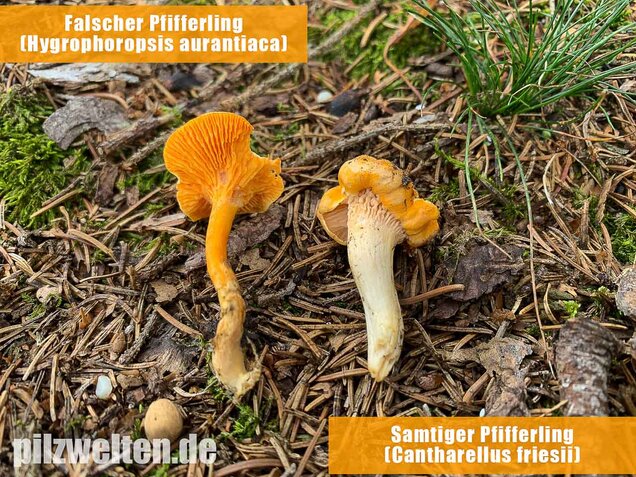 Falscher Pfifferling, Afterleistling, Hygrophoropsis aurantiaca