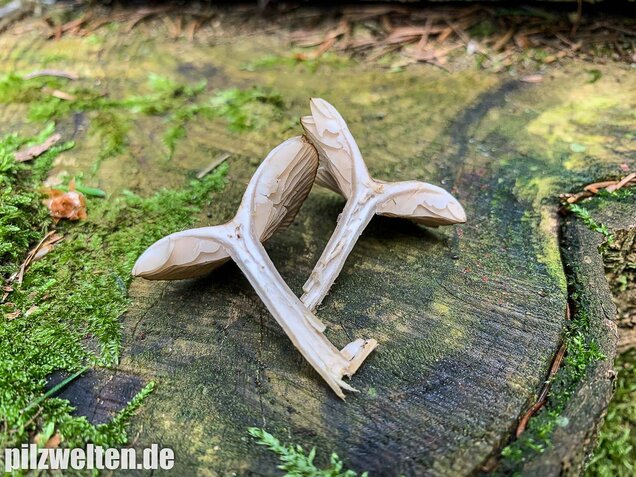 Fleischbräunlicher Anistrichterling, Clitocybe obsoleta