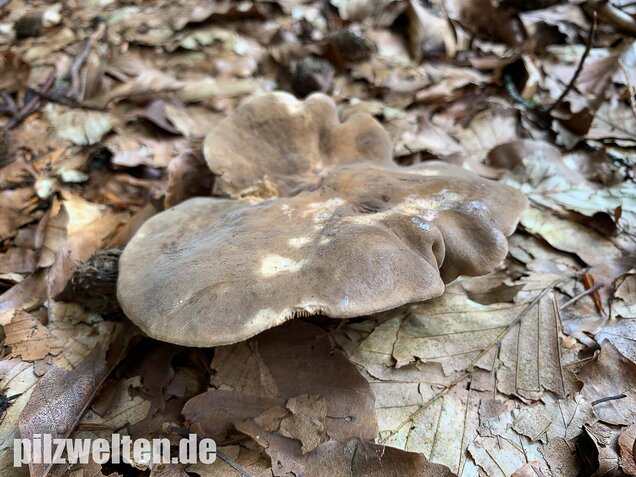 Flügelsporiger Milchling, Lactarius pterosporus