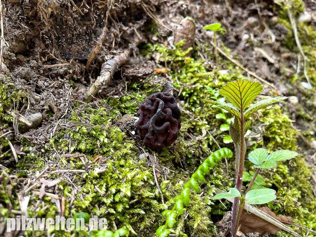 Frühjahrslorchel, Giftlorchel, Gyromitra esculenta