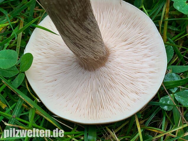 Gemeiner Weichritterling, Melanoleuca melaleuca