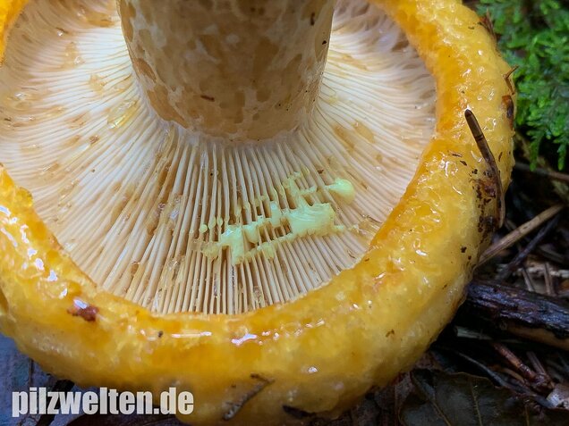 Grubiger Milchling, Lactarius scrobiculatus