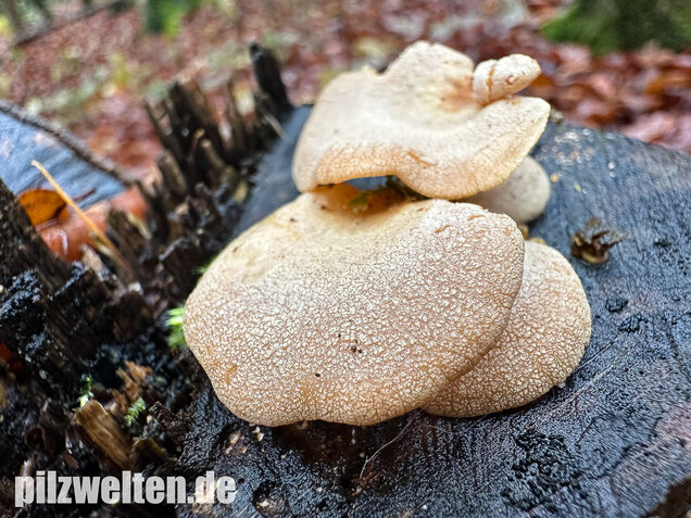 Herber Zwergknäueling, Panellus stipticus