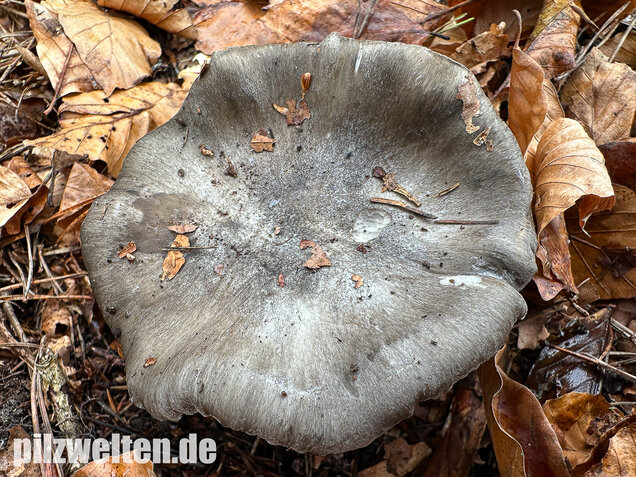 Märzschneckling, Märzellerling, Hygrophorus marzuolus
