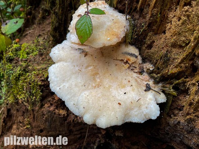 Nördlicher Porling, Climacocystis borealis