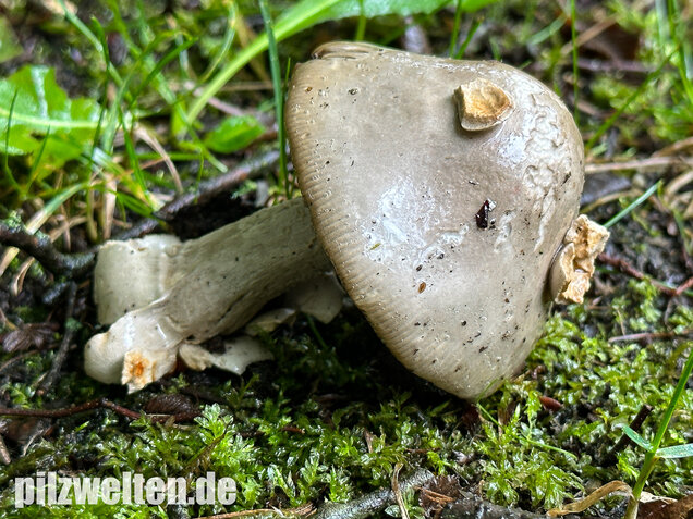 Ockergrauer Scheidenstreifling, Ockergrauer Riesenstreifling, Amanita lividopallescens