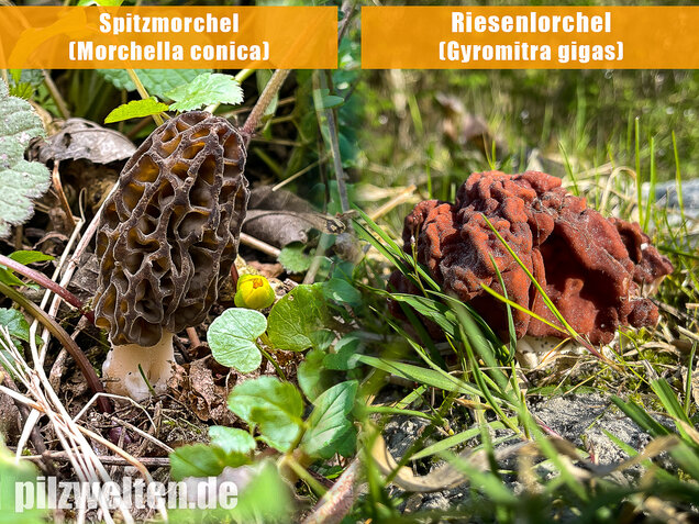 Spitzmorchel, Morchella elata, Morchella conica