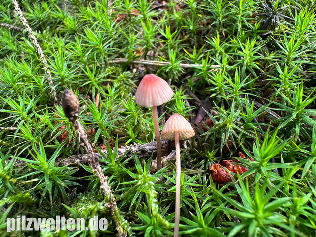 Purpurschneidiger Bluthelmling, Kleiner Bluthelmling, Mycena sanguinolenta