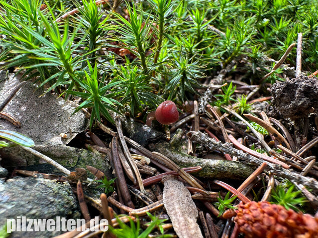Purpurschneidiger Bluthelmling, Kleiner Bluthelmling, Mycena sanguinolenta
