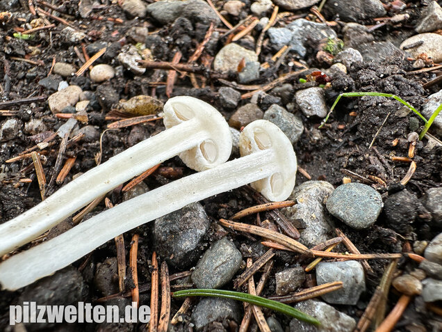Weißer Ackerling, Rissiger Ackerling, Agrocybe dura