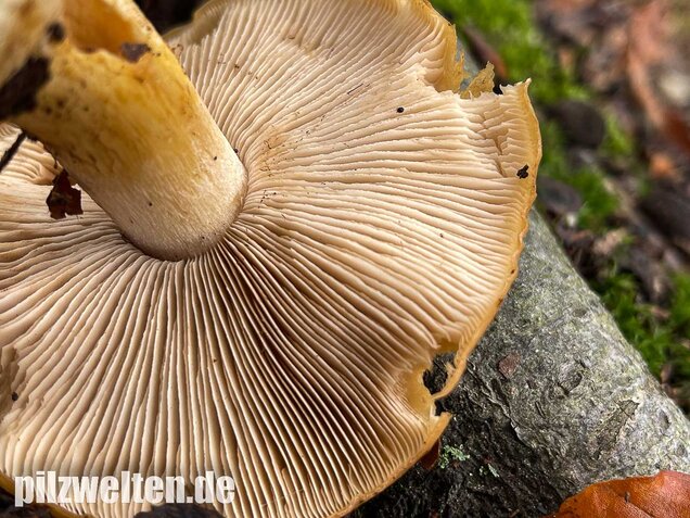 Sägeblättriger Klumpfuß, Cortinarius multiformis