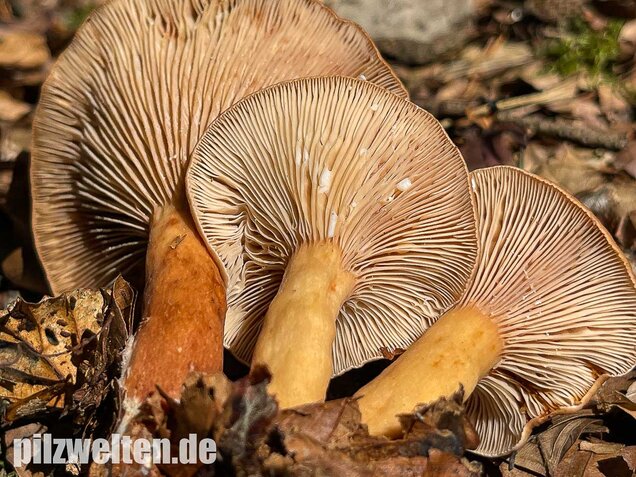 Süßlicher Buchenmilchling, Lactarius subdulcis