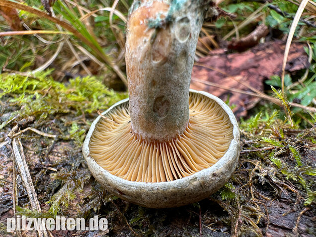 Wechselblauer Edelreizker, Lactarius quieticolor