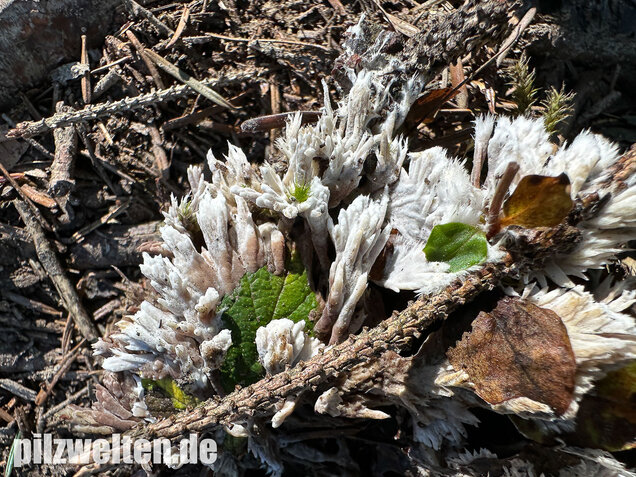 Weißer Warzenpilz, Blumenlederkoralle, Thelephora penicillata