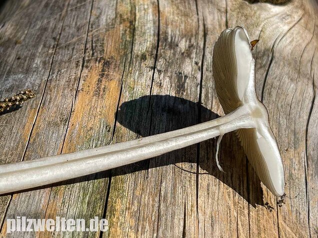 Zweifarbiger Scheidenstreifling, Amanita umbrinolutea