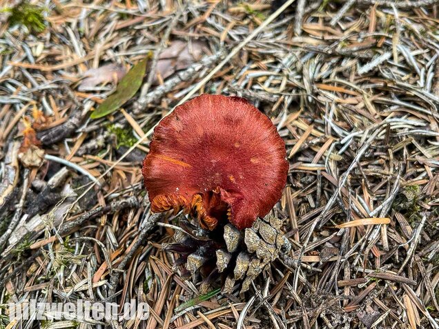 Blutroter Hautkopf, Cortinarius sanguineus