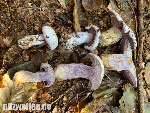 Bocksdickfuß, Cortinarius camphoratus