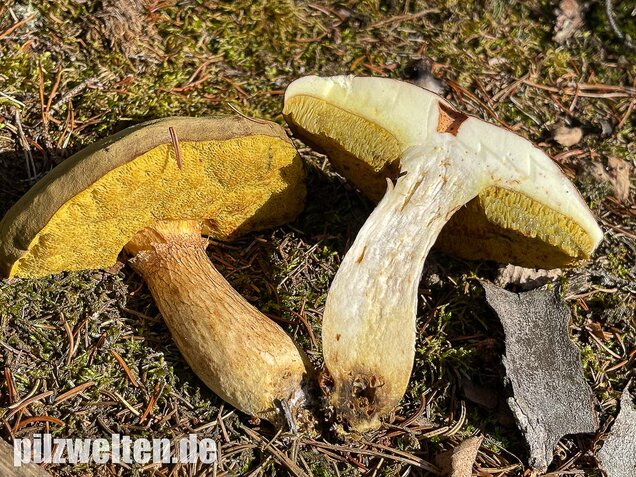 Brauner Filzröhrling, Braune Ziegenlippe, Xerocomus ferrugineus