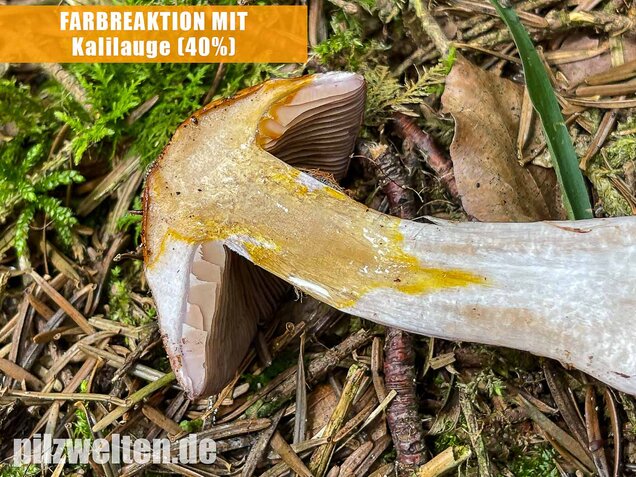 Erdigriechender Schleimkopf, Cortinarius variicolor