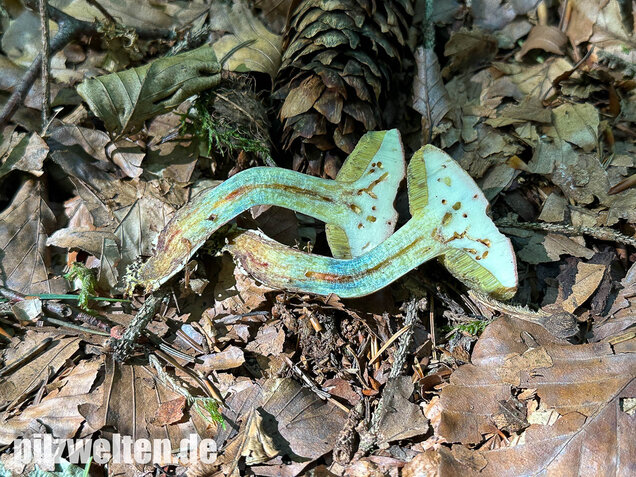 Falscher Rotfußröhrling, Düsterer Rotfußröhrling, Xerocomellus porosporus