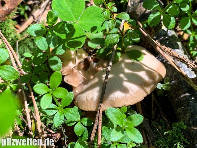 Fleischbräunlicher Anistrichterling, Clitocybe obsoleta