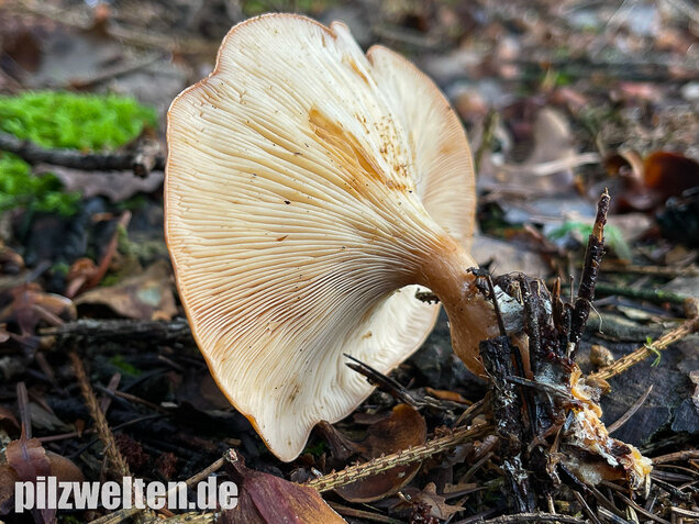 Fuchsiger Röteltrichterling, Paralepista flaccida