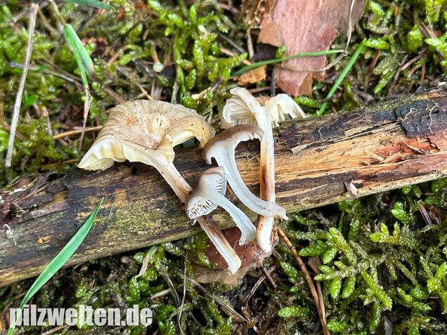 Gestreifter Nabeling, Gelbblättriger Nabeling, Gerronema strombodes