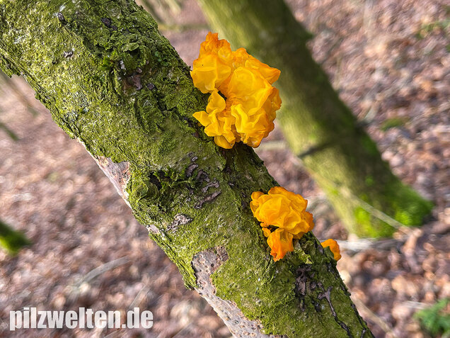 Goldgelber Zitterling, Yellow Brain Fungus, Tremella mesenterica