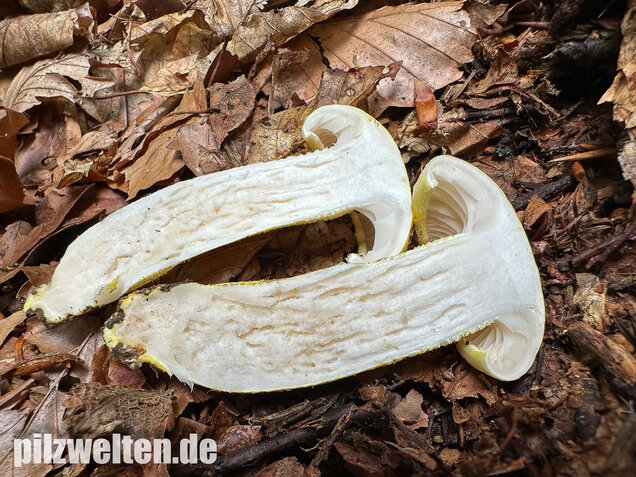 Goldzahn-Schneckling, Hygrophorus chrysodon