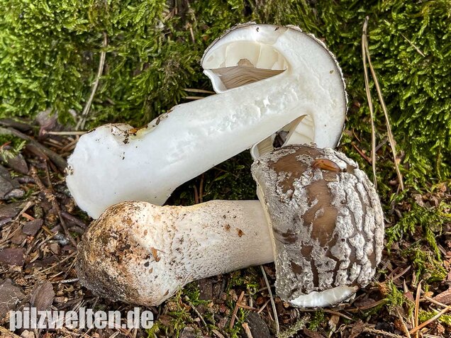 Grauer Wulstling, Amanita excelsa