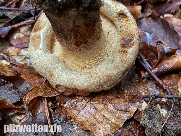 Großer Krempling, Paxillus validus