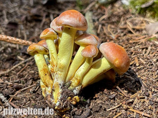 Grünblättriger Schwefelkopf, Hypholoma fasciculare