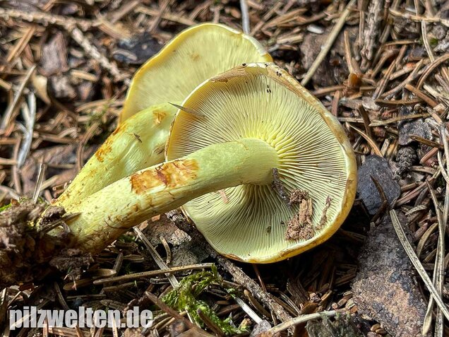 Grünblättriger Schwefelkopf, Hypholoma fasciculare