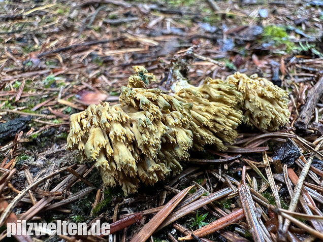 Grünfleckige Fichtenkoralle, Phaeoclavulina abietina