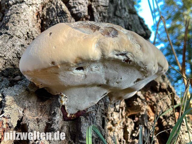 Harziger Lackporling, Ganoderma resinaceum