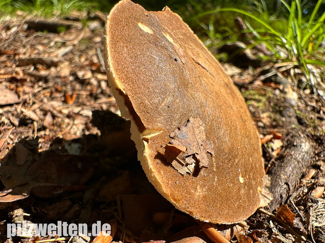 Hasenröhrling, Zimtröhrling, Gyroporus castaneus