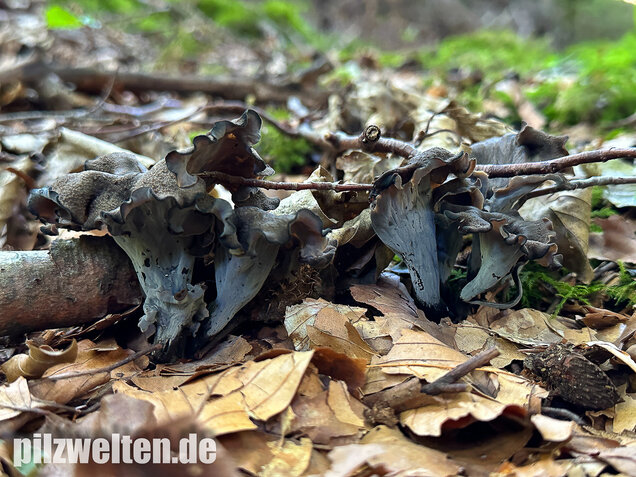 Herbsttrompete, Totentrompete, Craterellus cornucopioides