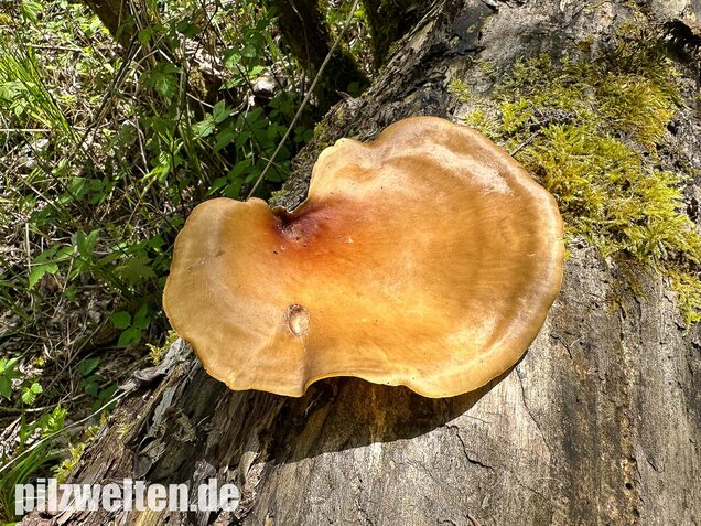 Kastanienbrauner Stielporling, Süßriechender Porling, Picipes badius