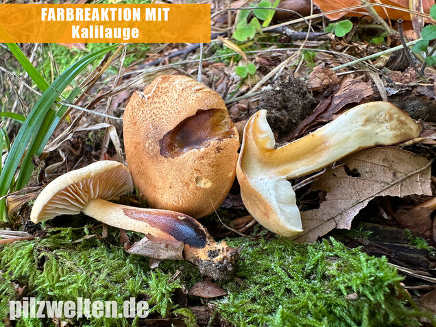 Lärchenritterling, Schwammiger Ritterling, Tricholoma psammopus
