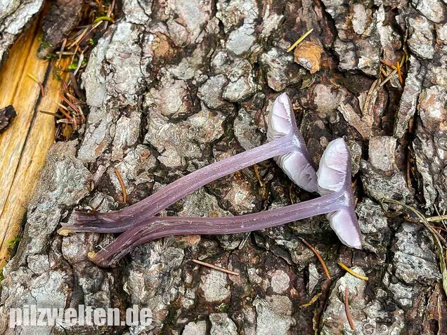 Lila Rettichhelmling, Mycena pura