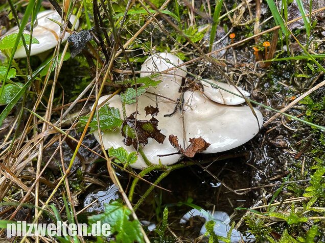 Mehlräsling, Clitopilus prunulus