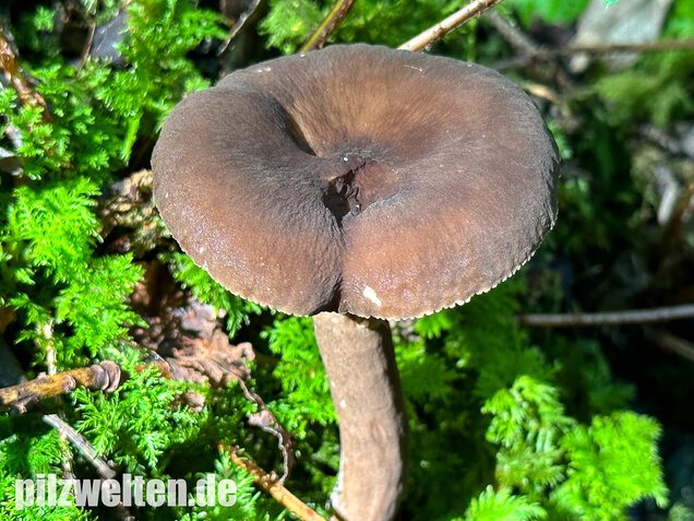 Mohrenkopf-Milchling, Lactarius lignyotus