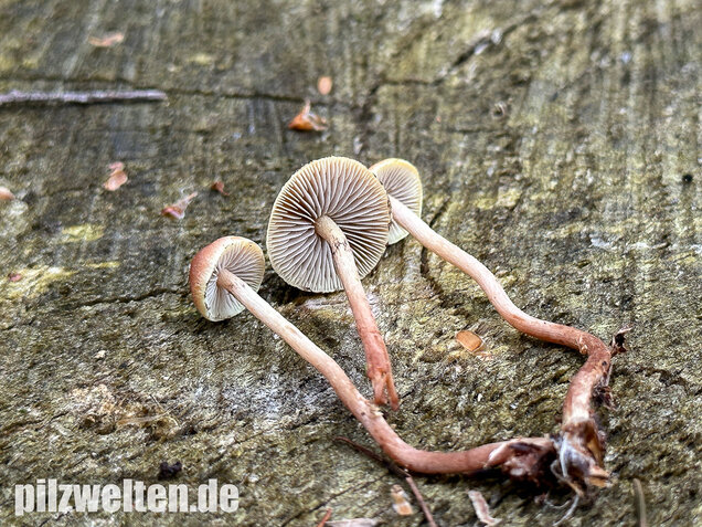 Natternstieliger Schwefelkopf, Hypholoma marginatum