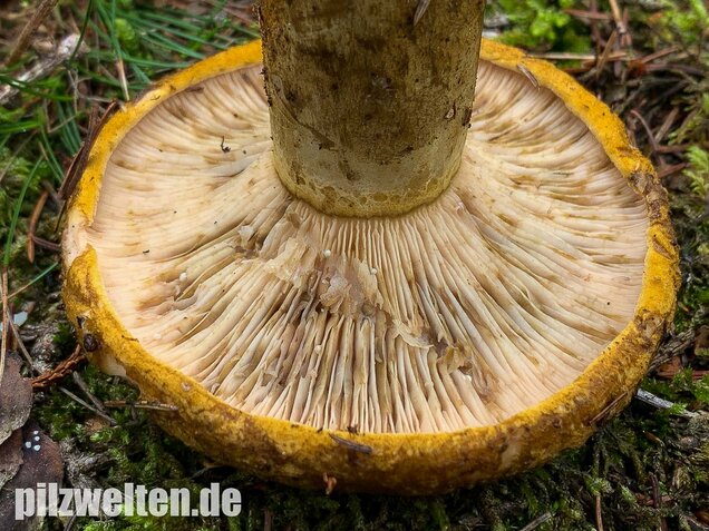 Olivbrauner Milchling, Lactarius turpis