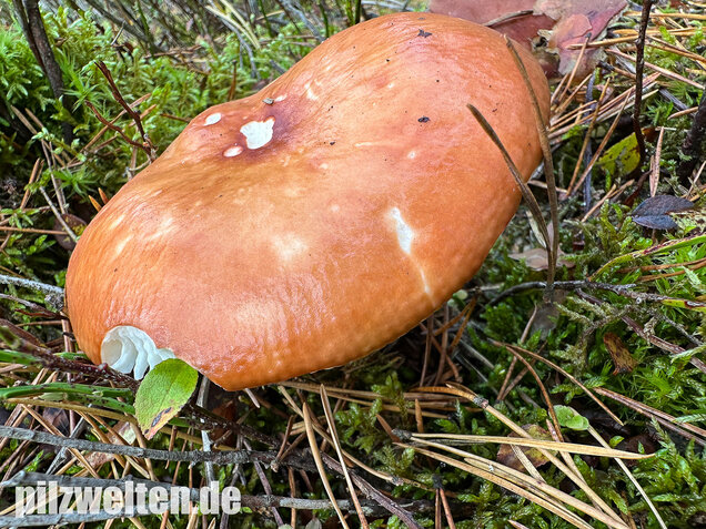 Orangeroter Graustieltäubling, Orangeroter Moor-Täubling, Russula decolorans