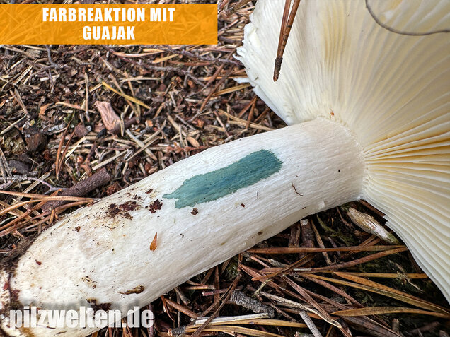 Orangeroter Graustieltäubling, Orangeroter Moor-Täubling, Russula decolorans