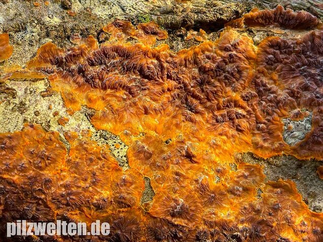 Orangeroter Kammpilz, Phlebia radiata