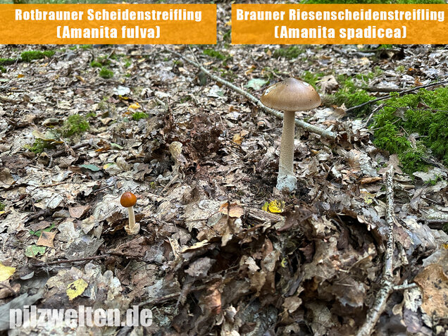 Brauner Riesenscheidenstreifling, Amanita spadicea